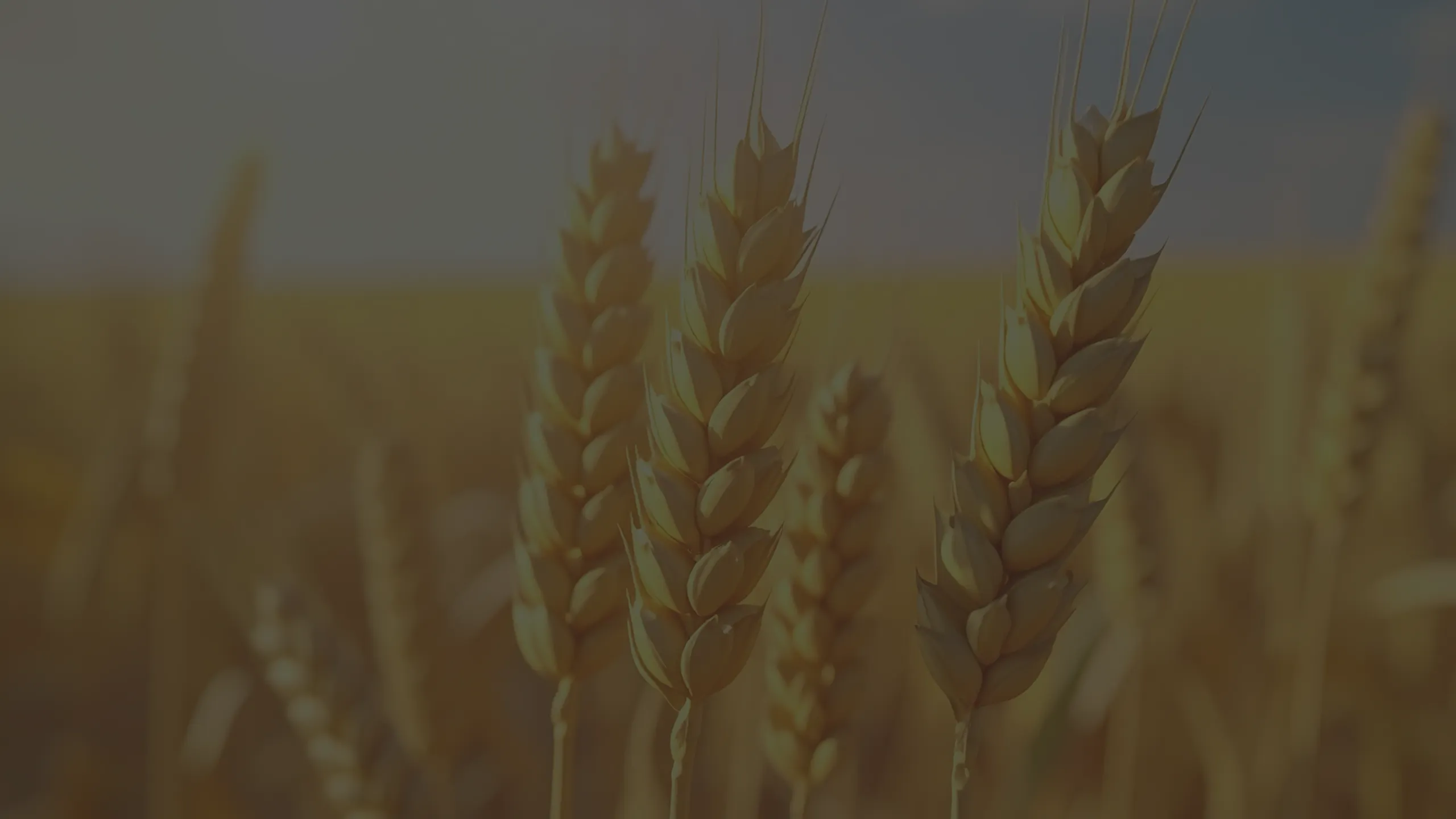 Vibrant wheat field showcasing golden spikes under a clear blue sky.