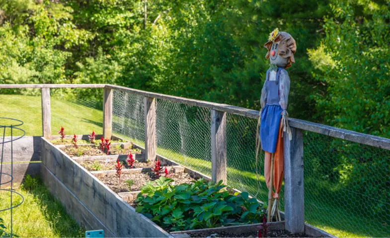 Charming garden scene with vibrant raised flower beds, lush greenery, and a whimsical scarecrow under clear blue skies.