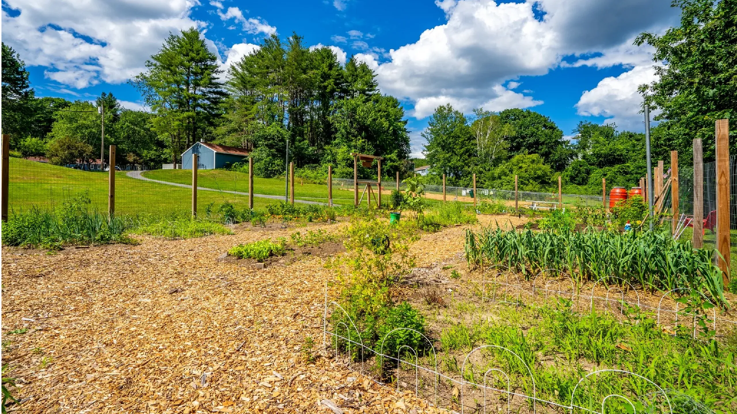 Lush community garden with vibrant greenery and wooden pathways under a clear blue sky, perfect for sustainable living.