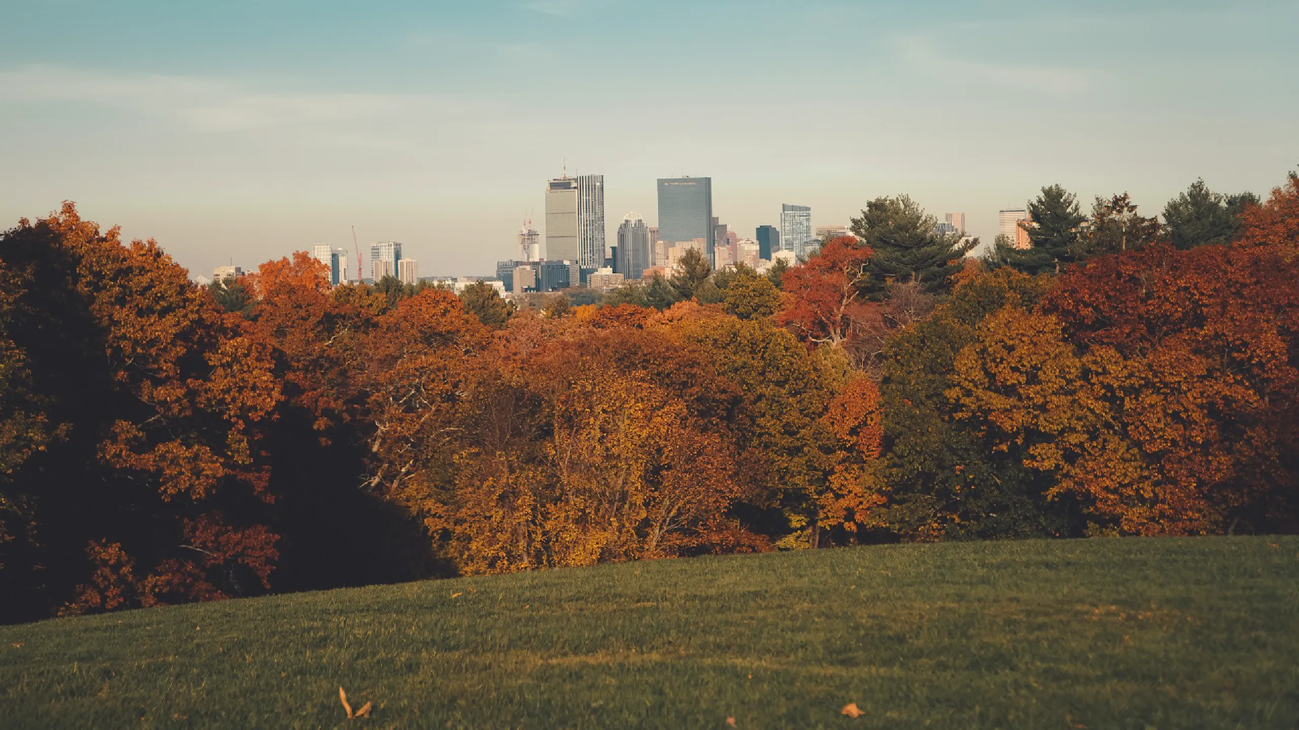 Stunning city skyline view framed by vibrant autumn trees, perfect for a serene urban escape.