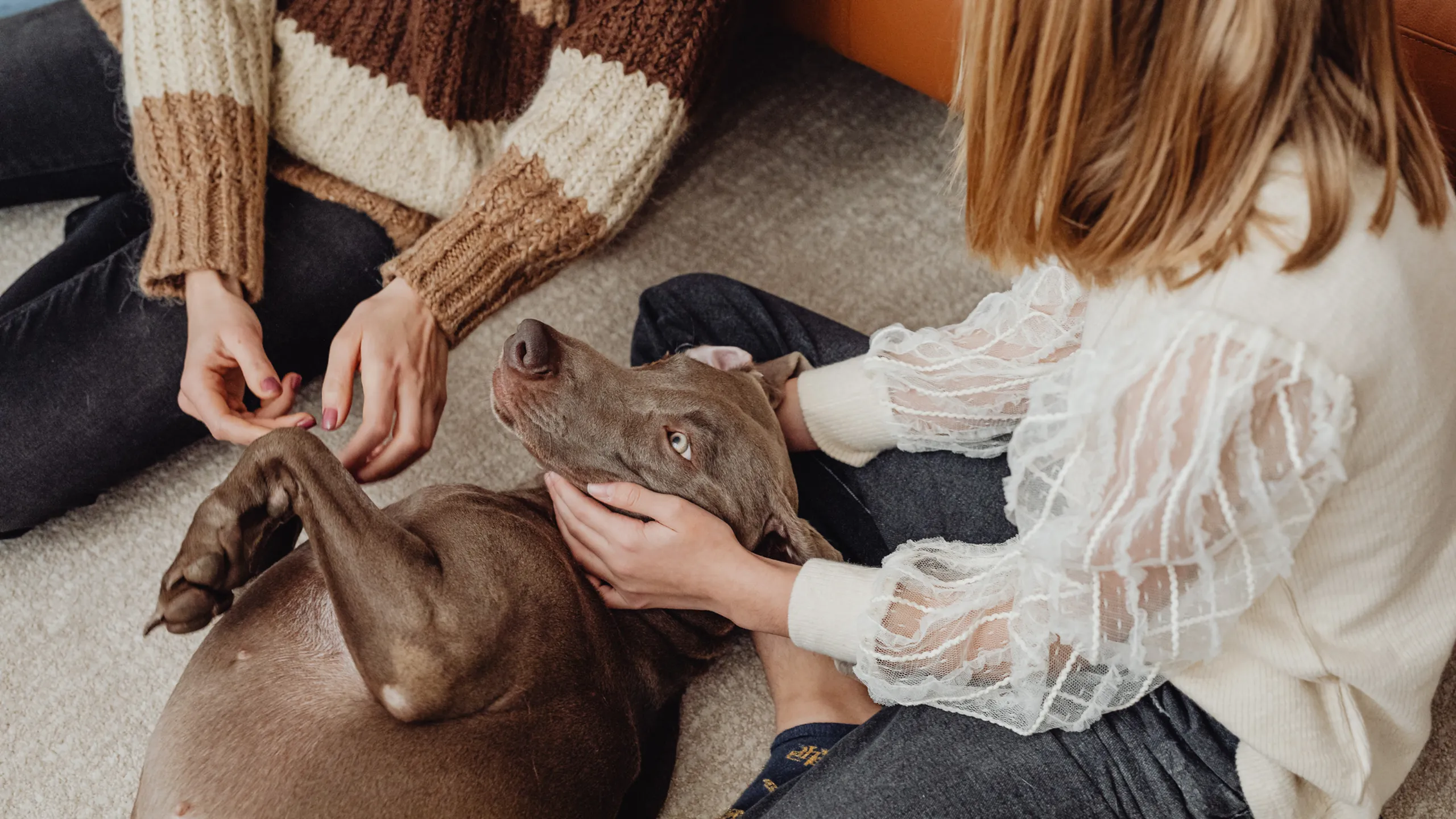 Cozy living room setting with two people enjoying quality time with their playful, relaxed dog on a plush carpet.