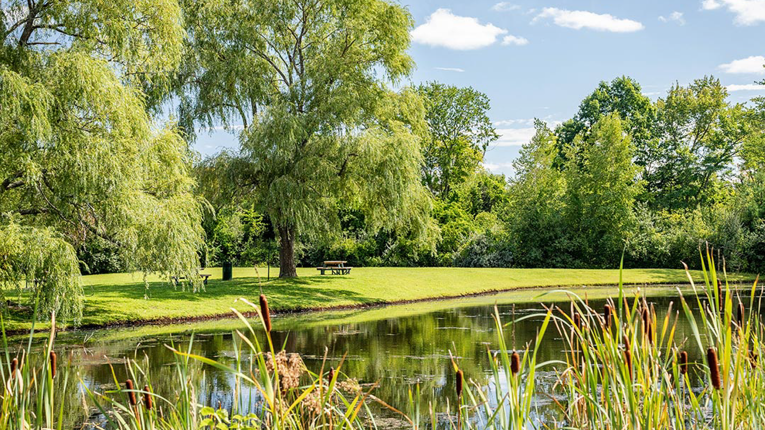 Tranquil park scene with lush greenery and a serene pond, perfect for relaxation and nature walks.