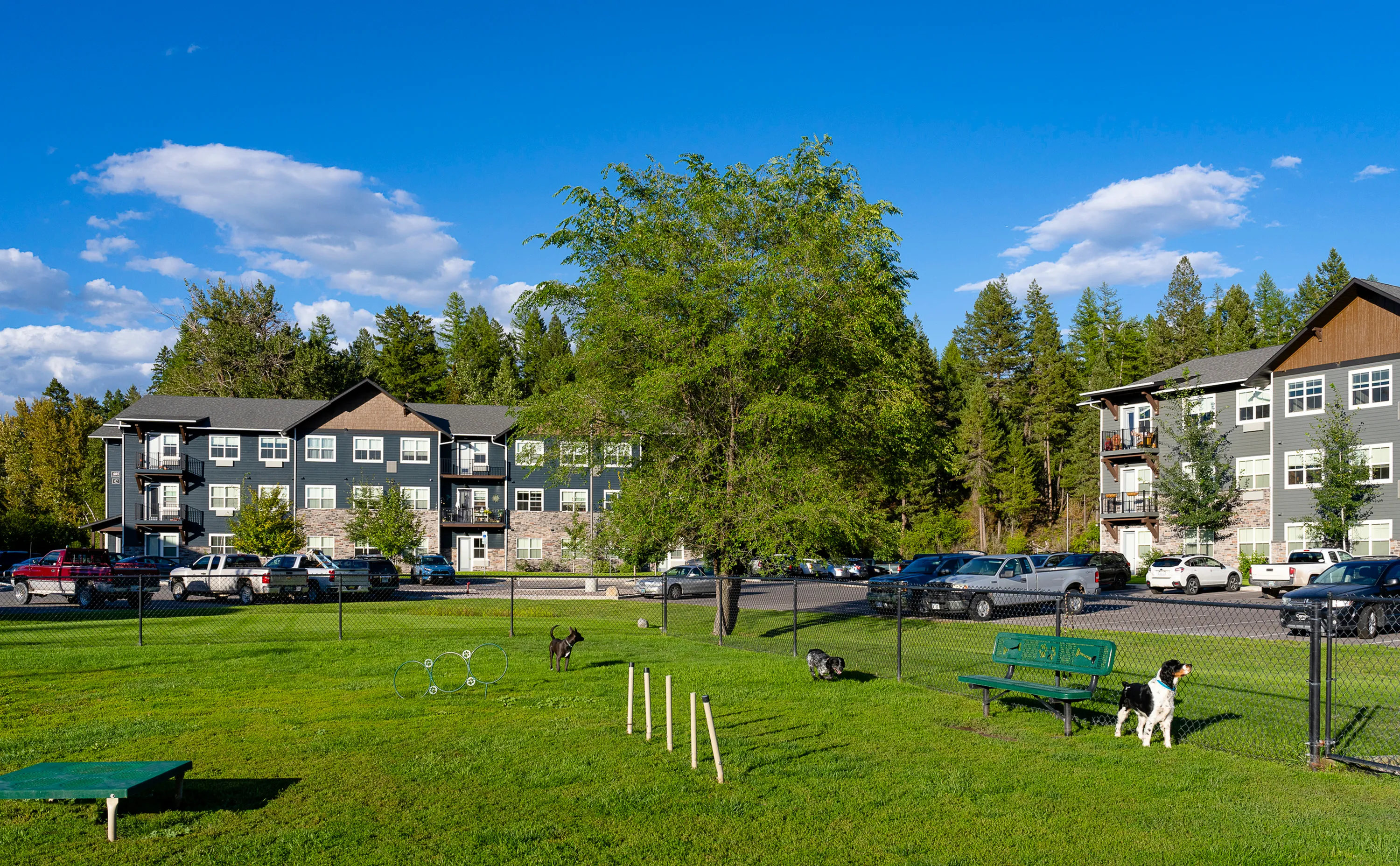 Expansive dog park with agility equipment
