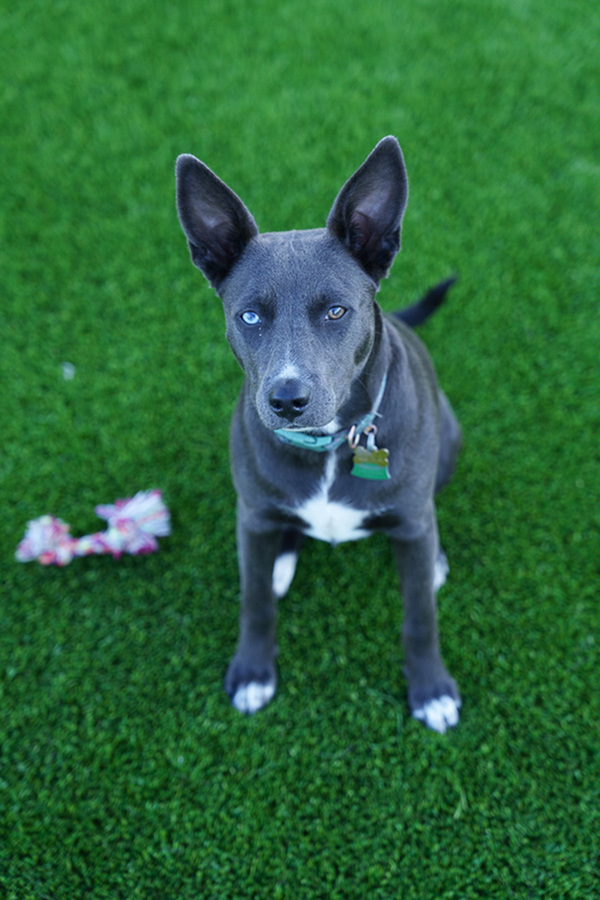 Adorable dog with striking blue eyes sitting attentively on lush green grass with a colorful rope toy nearby.