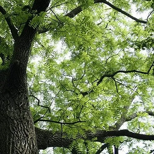 Majestic view of a lush green tree canopy, creating a serene and refreshing atmosphere.