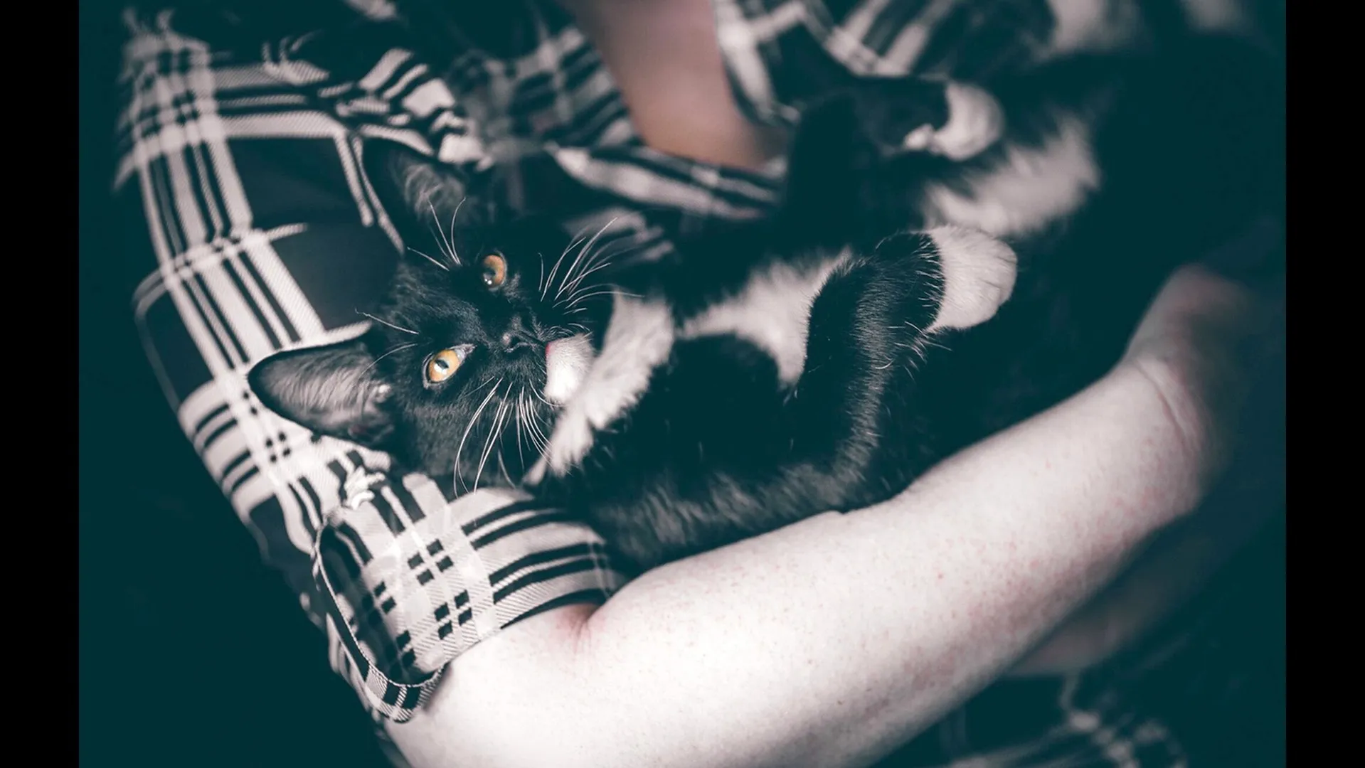 Cat in arms