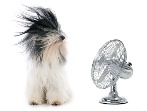 Cooling Down When the Heat Is Up-image