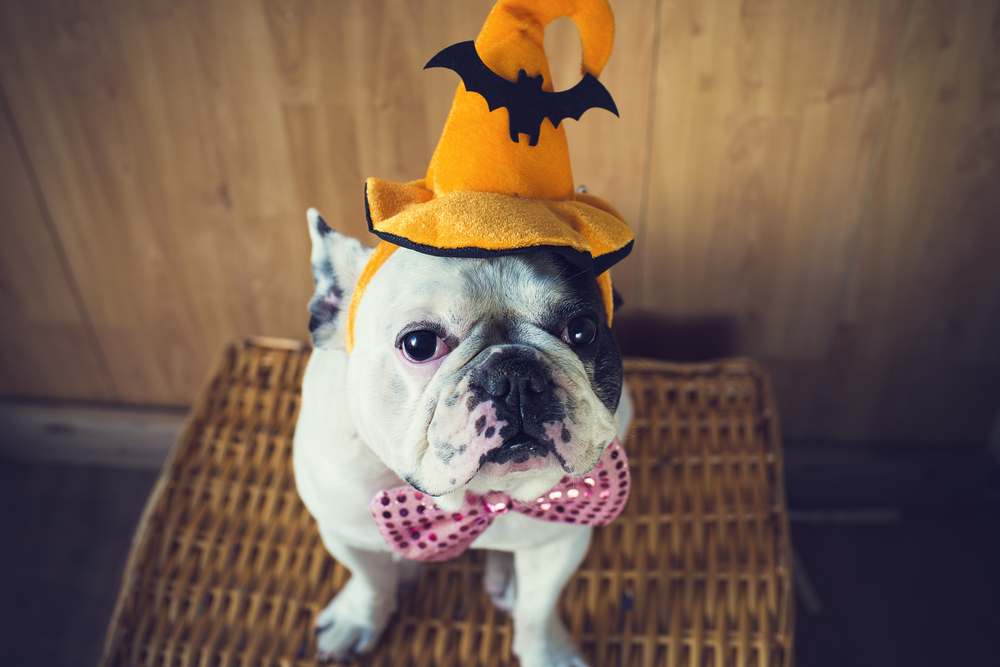 Halloween Costumes for You and Your Pet-image