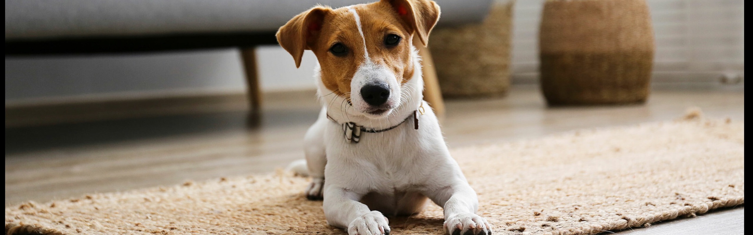 Pet Friendly Community