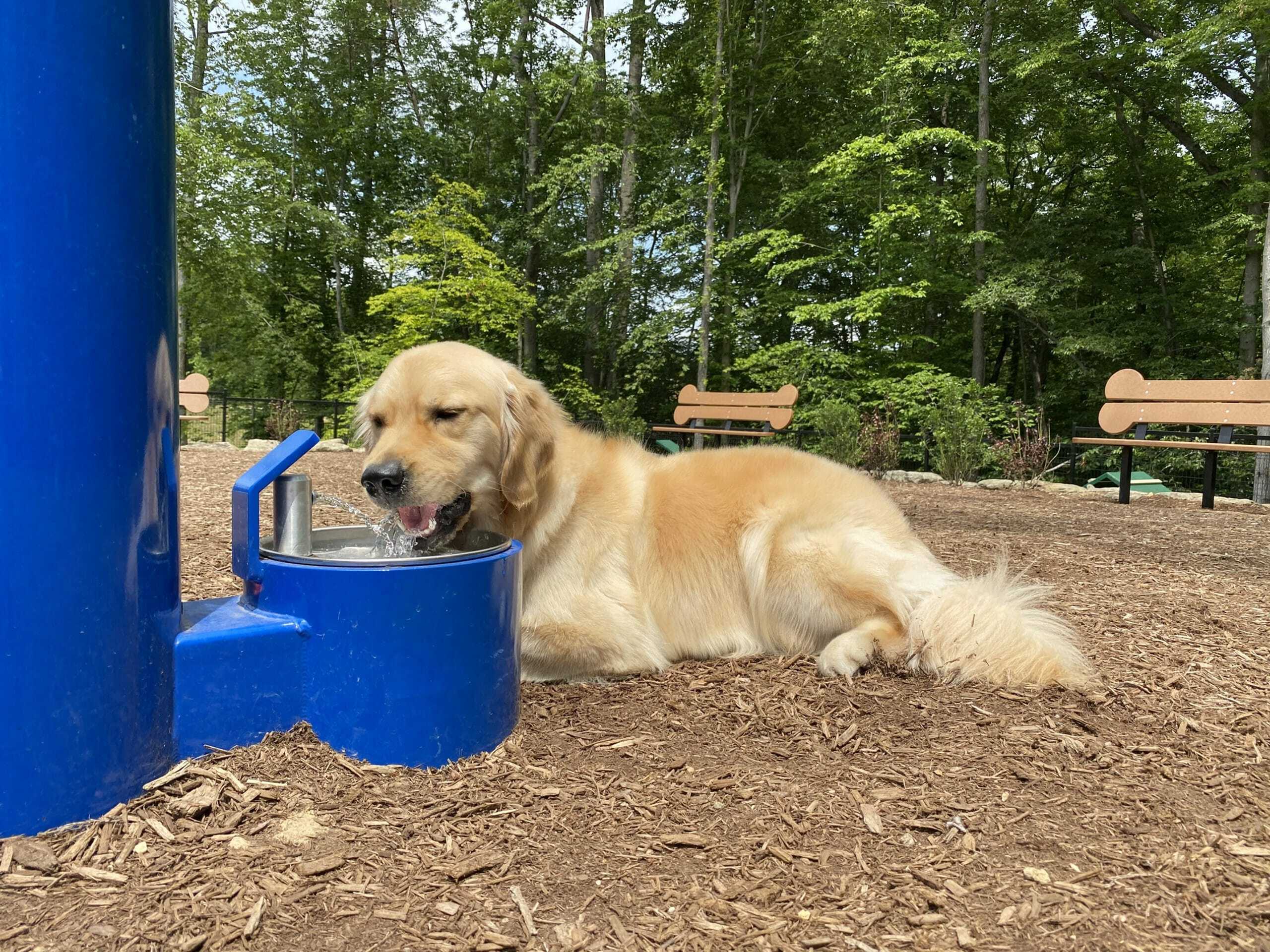 Dog Park