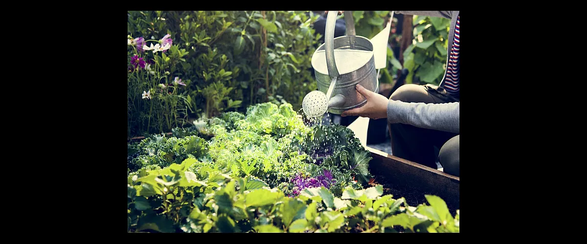 Lush vegetable garden with vibrant greens and a person watering plants using a vintage metal watering can, showcasing fresh produce and sustainable living.