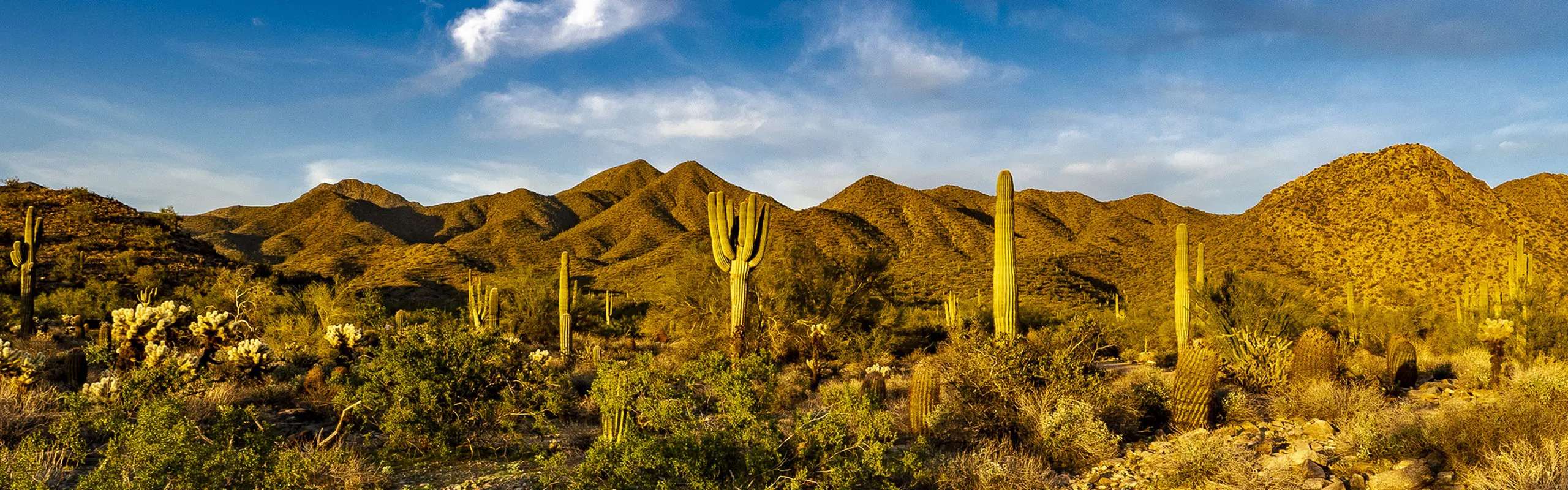 Breathtaking desert landscape with iconic saguaro cacti and golden sunlit mountains under a vibrant blue sky.