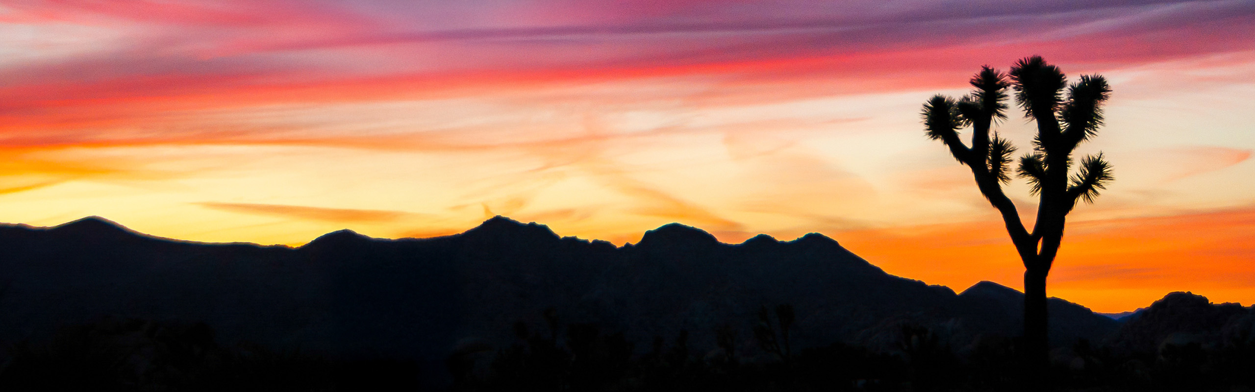 Breathtaking desert sunset with vibrant hues over silhouetted mountains and a striking Joshua tree.