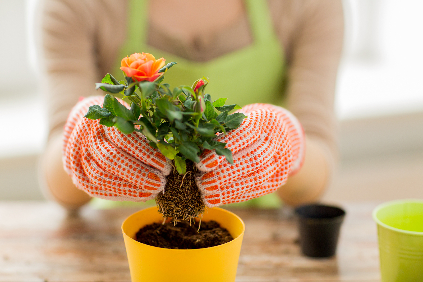 Spring Planting Ideas for Your Apartment-image