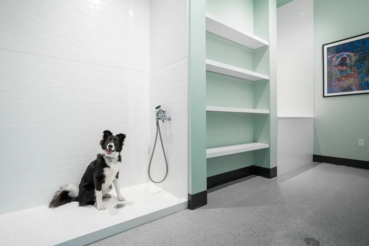 Modern pet-friendly apartment at Cottonwood Highland with a stylish shower area for dogs, featuring sleek white tiles and vibrant decor.