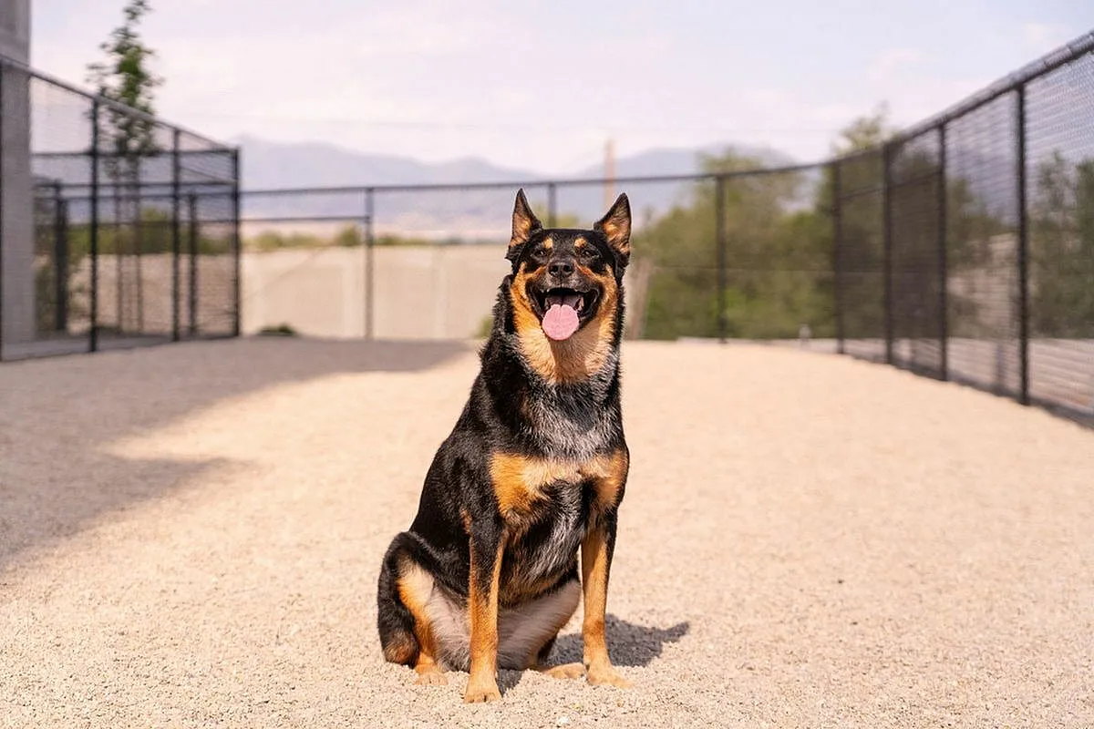 Happy dog sitting in a dog park with fenced surroundings, enjoying a sunny day  at Current Apartments in Murray Utah