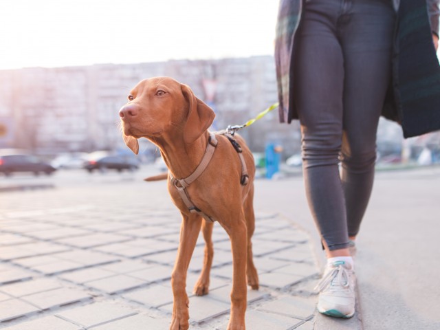Enjoy Our Wag! Local Dog Walking Service, With View of A Woman Walking A Brown Dog in City at Toscana at Valley Ridge Apartments