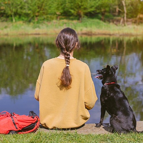 duck pond with dog