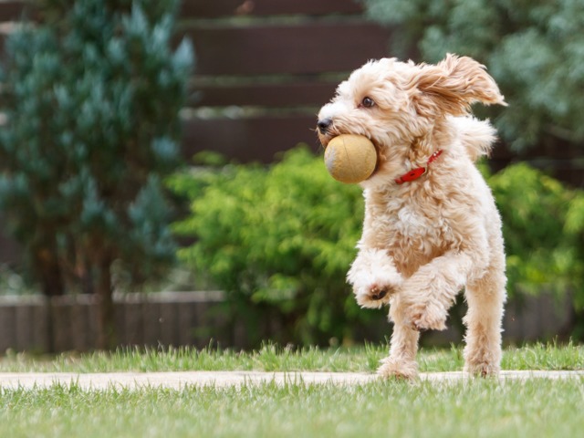 dog catching a ball in the park amavi sherrills ford single family homes for rent