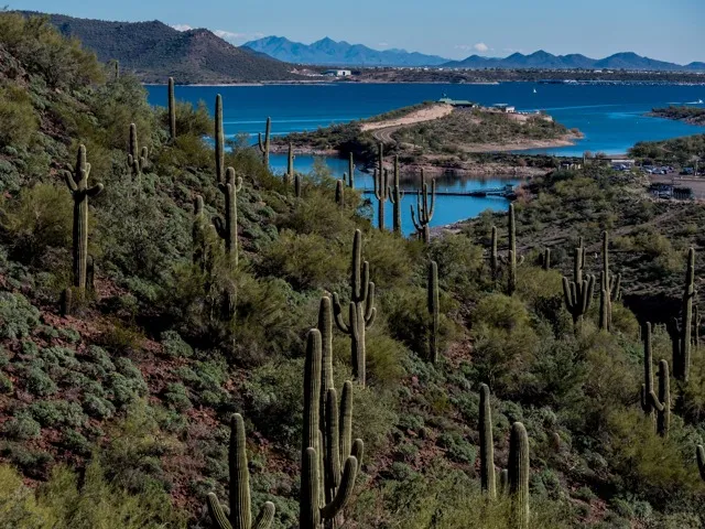 cactus on landscape next to body of water amavi aster ridge single family homes for rent in phoenix az