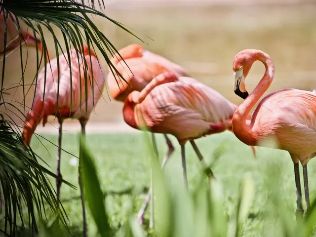 flamingo birds on grass modera academical village apartment homes for rent in davie fl