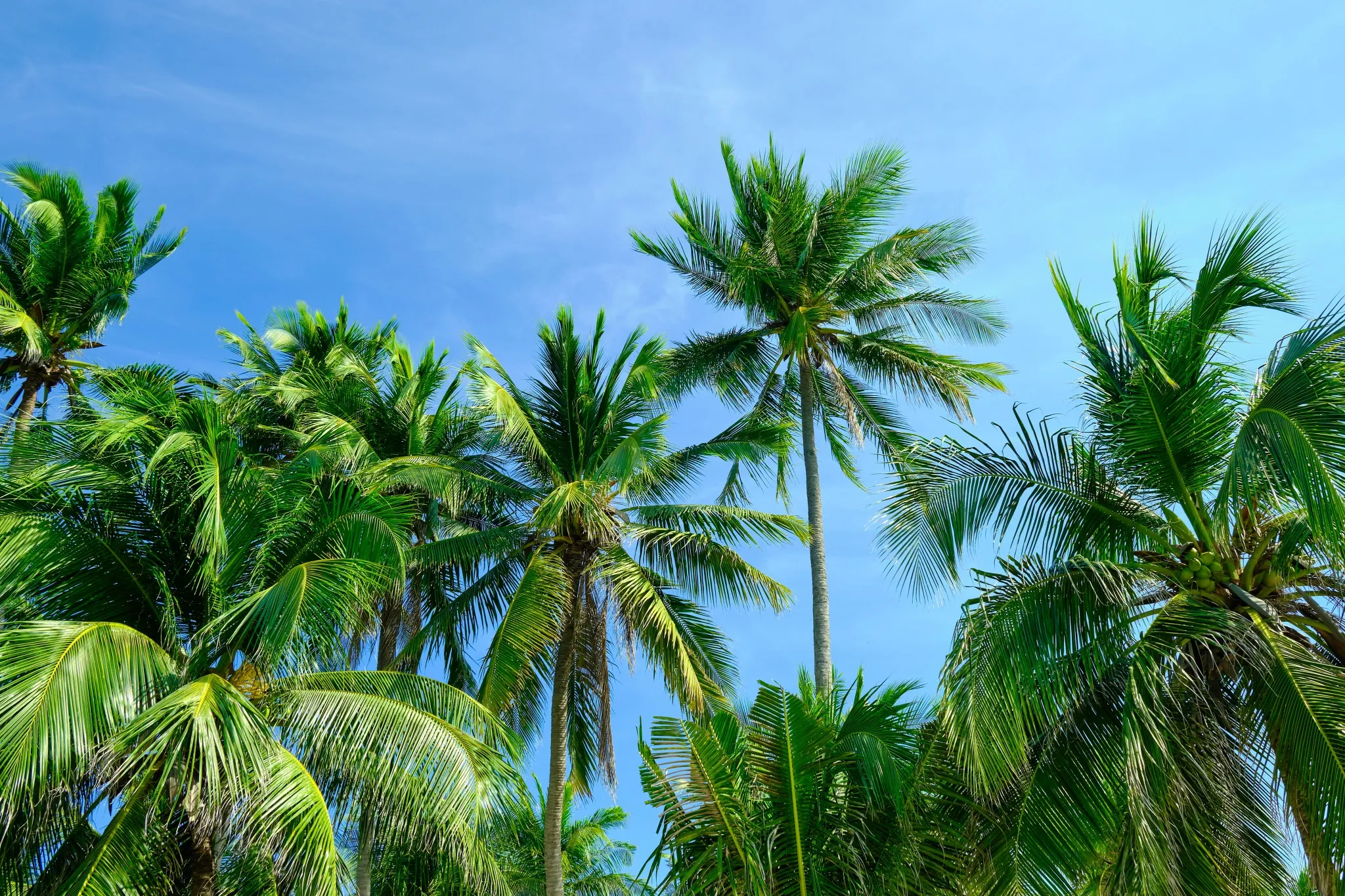 Image of palm trees