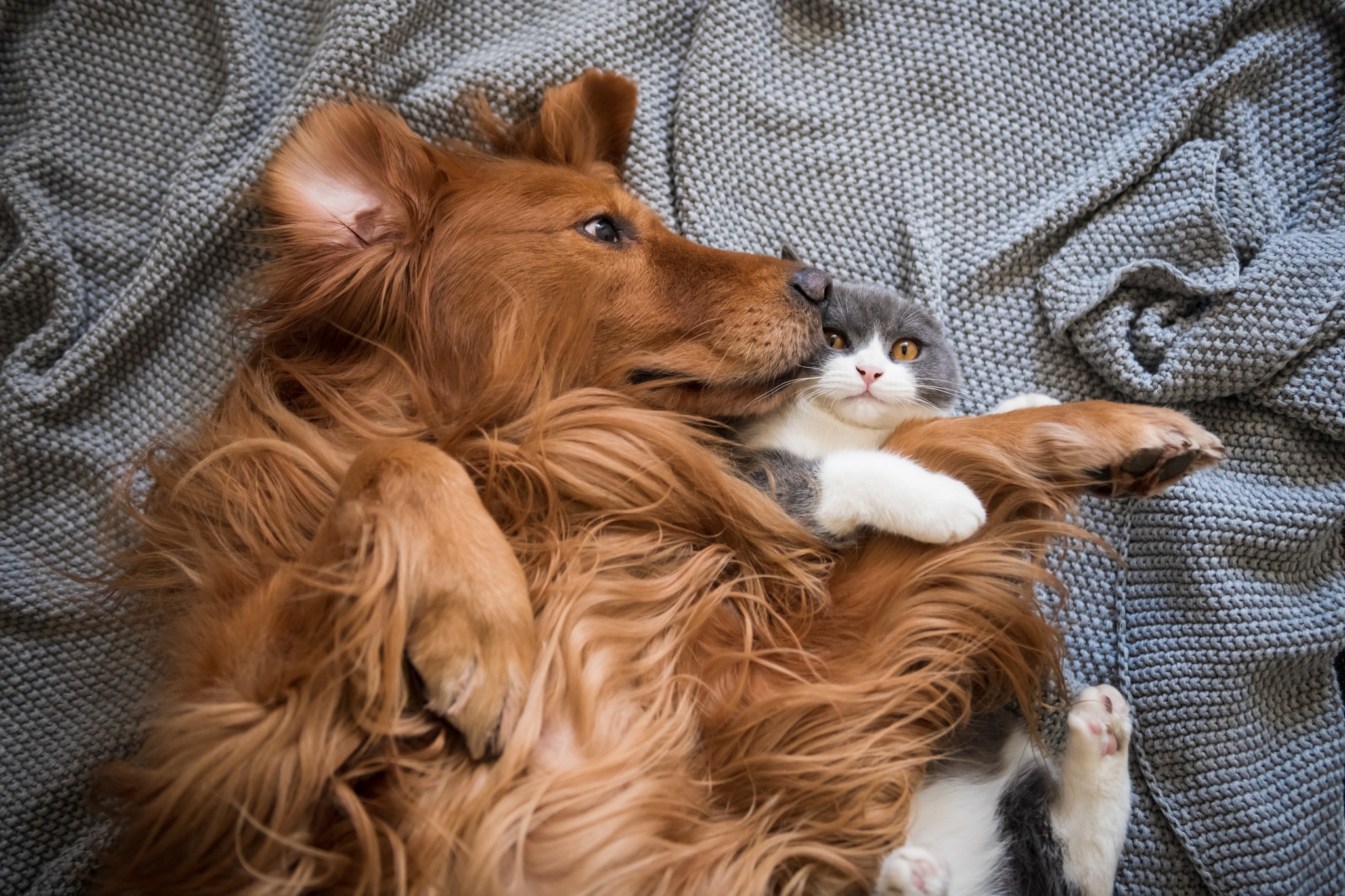 Pet-Friendly Apartment Homes with Pet Spa