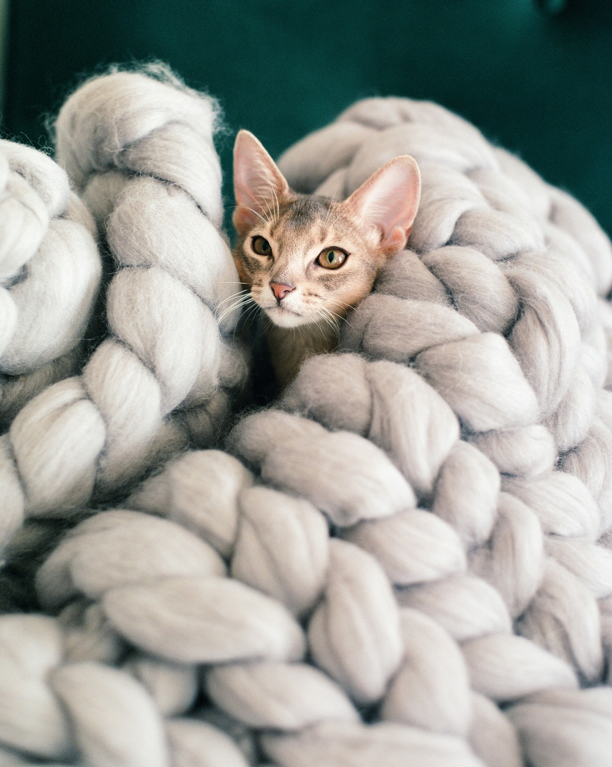 Kitten cuddled in a fluffy blanket