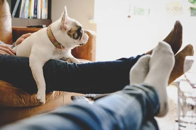 Image of dog hanging out with parents