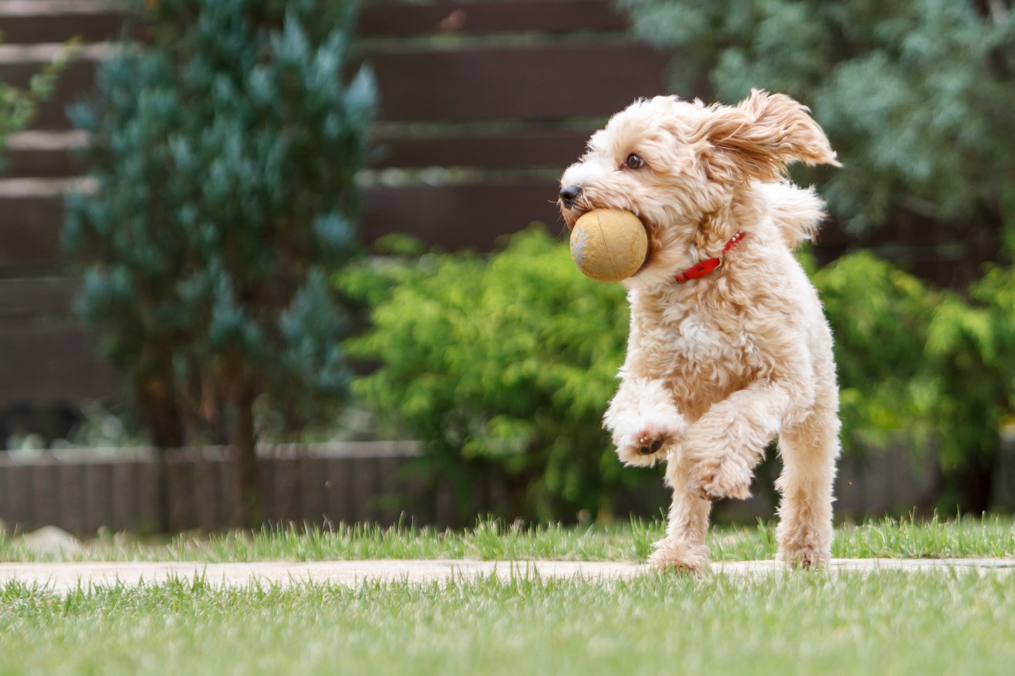 dog catching a ball in the park amavi sherrills ford single family homes for rent