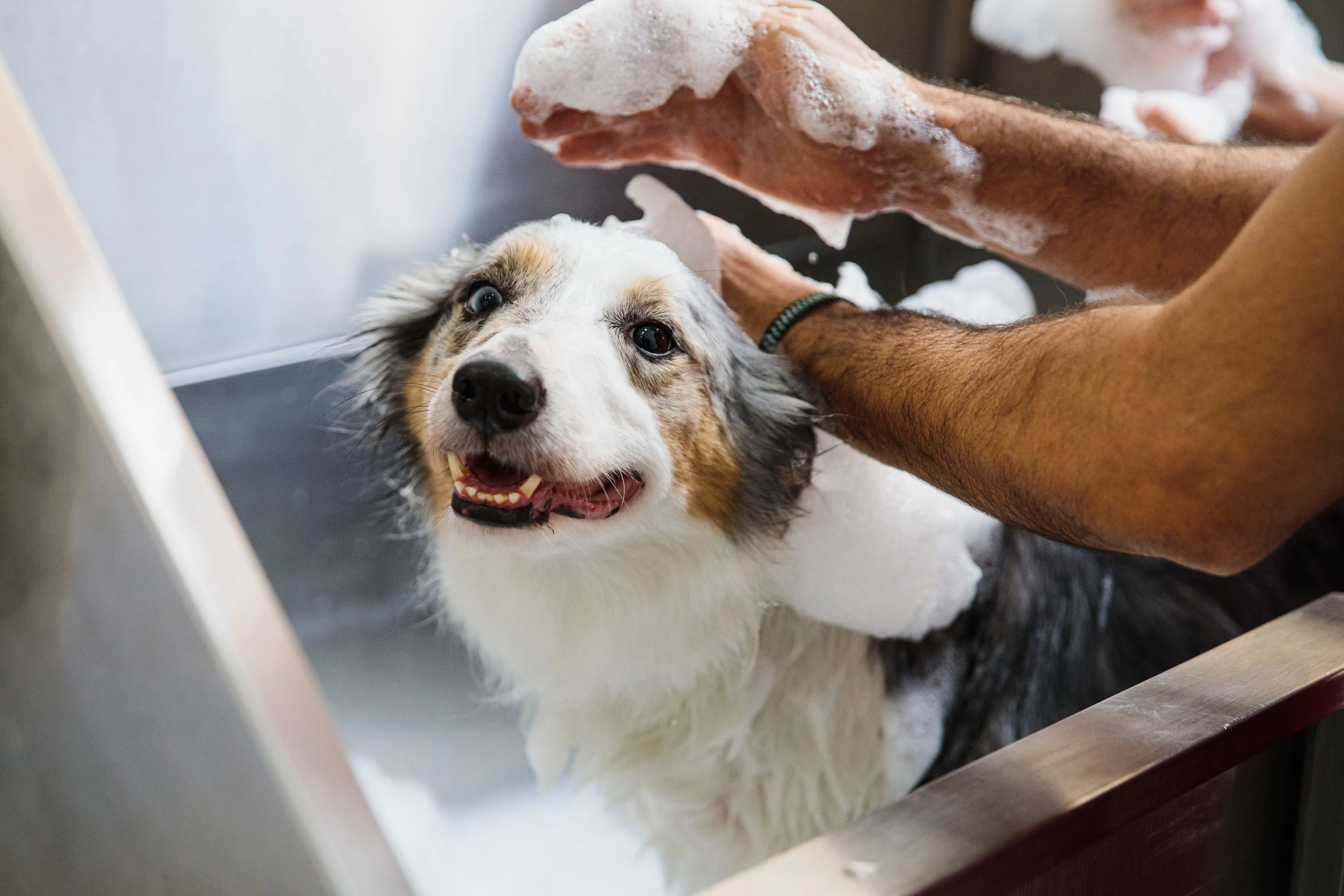 dog being washed with soap modera garden oaks apartment homes for rent in houton tx
