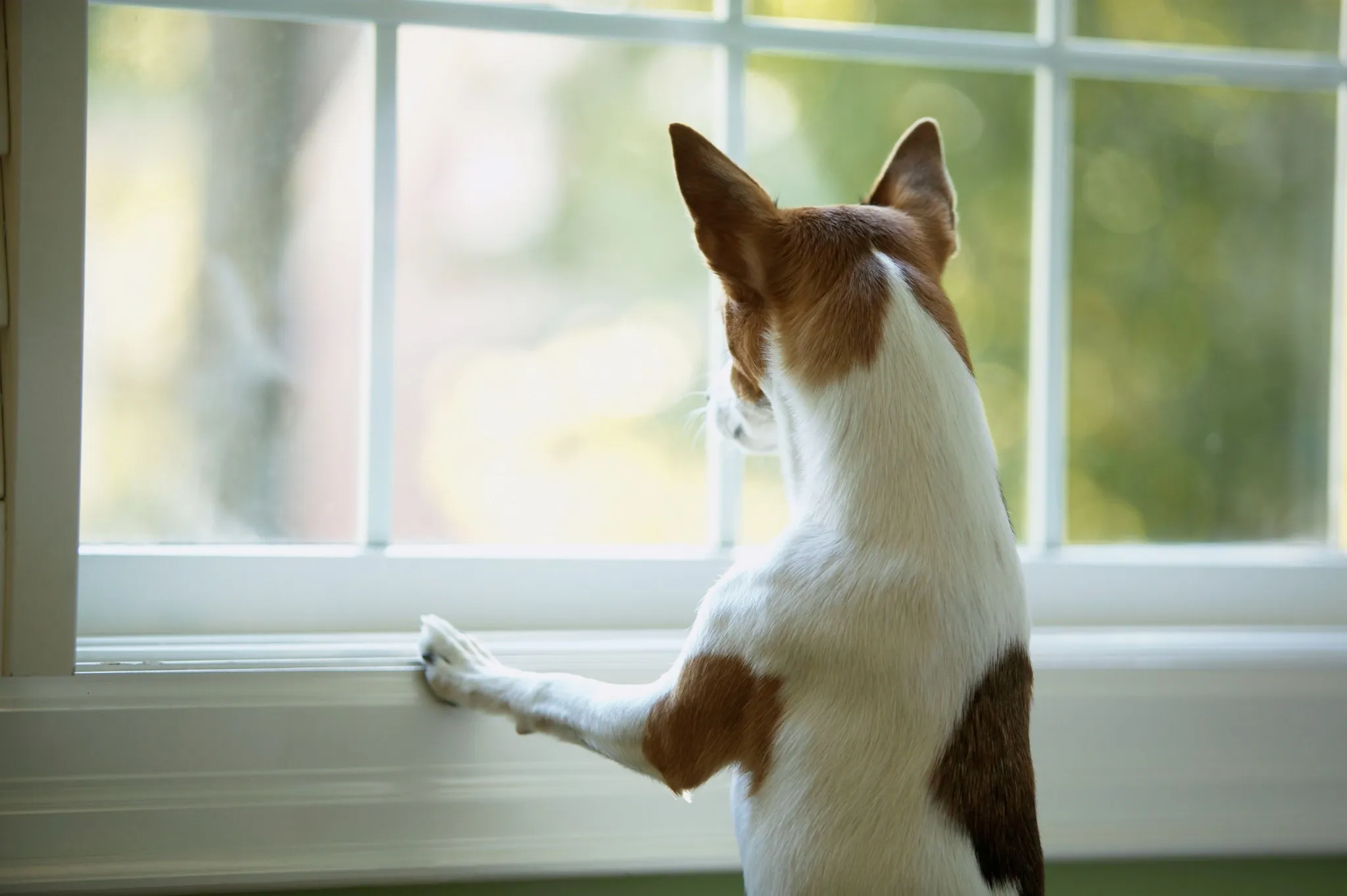 dog looking out window amavi aster ridge single family homes for rent in phoenix arizona