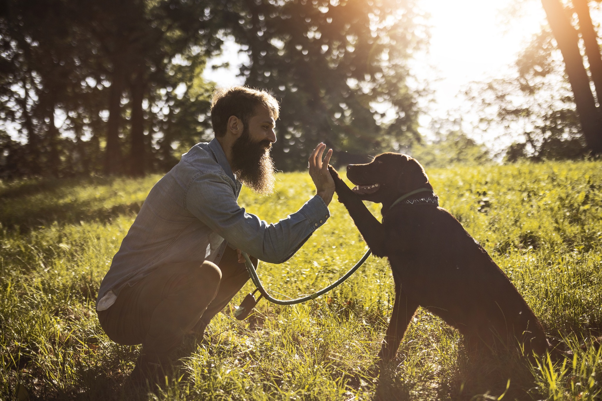 dog high fiving parent modera loso apartment homes for rent in charlotte nc