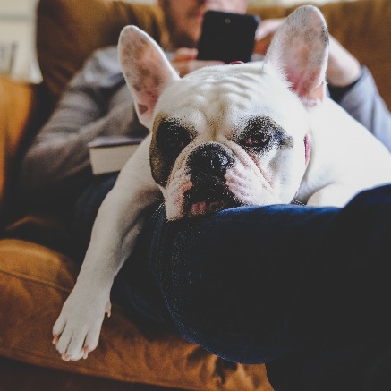 Image of dog laying down