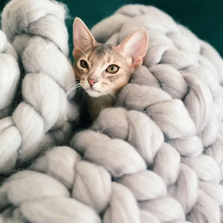 Image of cat in blanket