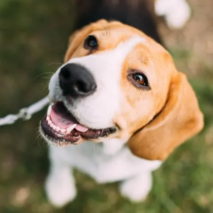 Image of dog