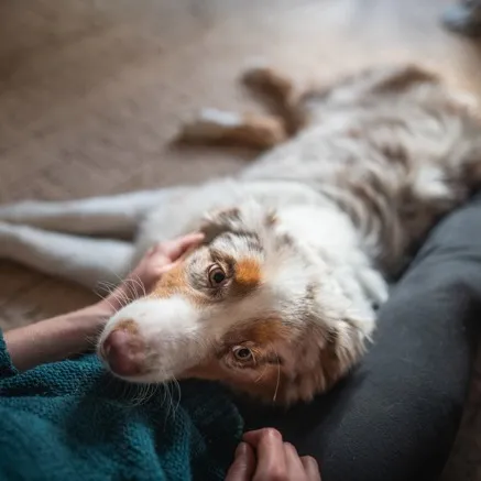 Image of dog laying in moms lap