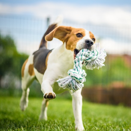 dog with rope chew toy running on grass