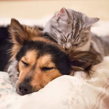 image of dogs at alister galleria apartments