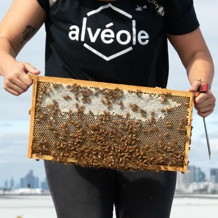 Alveole Beehive at Verso Founders Row