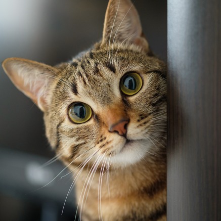 cat looking around corner modera berkeley heights apartments new jersey
