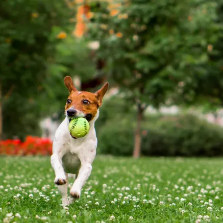 Image of dog with ball
