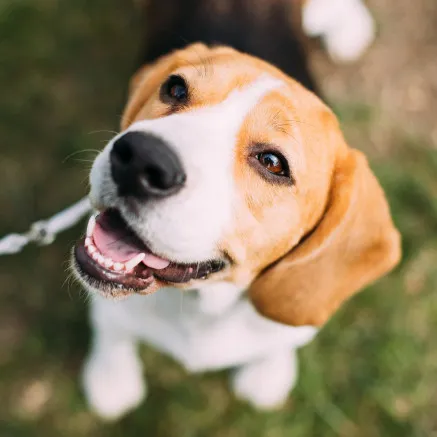 Image of dog smiling