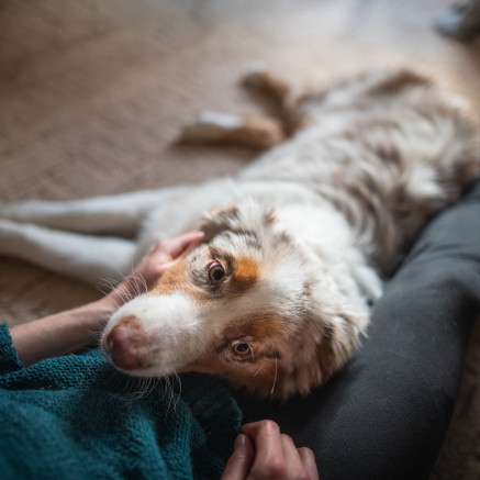 Image of dog and owner cuddling