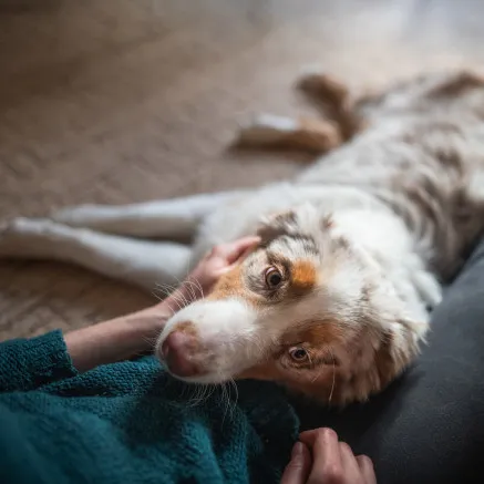 pet friendly community with dog noses in cozy blanket at modera midtown