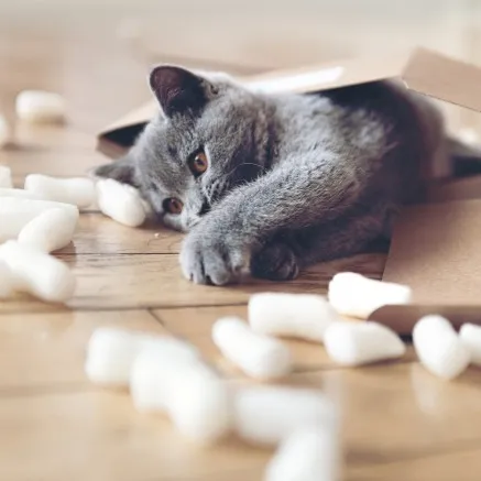Image of cat playing with moving material