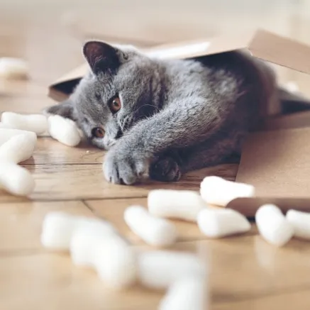 Cat playing with package materials image