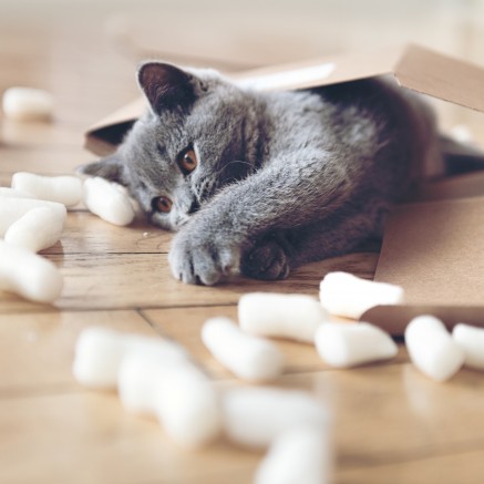 Cat playing with package materials image