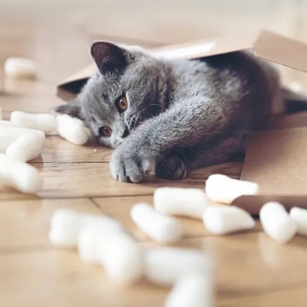 Image of cat playing with moving material