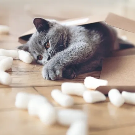 Image of cat playing with moving material